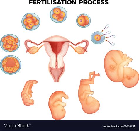 Fertilisation Process On Human Royalty Free Vector Image 68992 Hot