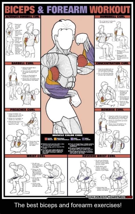 Pin By Amir Saeed On Exercises Forearm Workout Barbell Workout