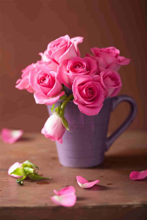 Most current free of charge pink roses good morning style plants will be an excellent means to express an individual's feelings. 100+ Rose Images | Download Rose Images in HD For Free ...