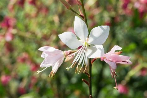 Gaura Lindheimeri A Must Try Flower For Your Garden Native Backyards