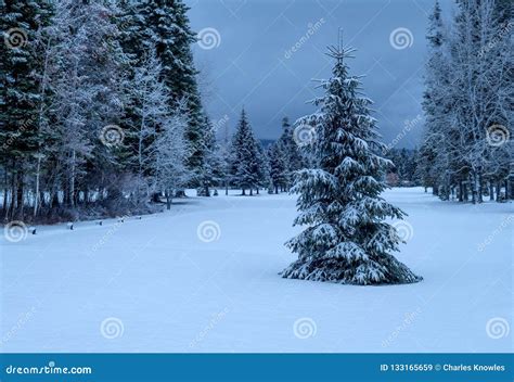 Green Pine Tree In A Winter Wonderland With Snow And A Forest Stock