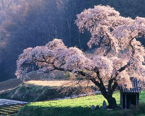 Japanese Cherry Blossom Wallpaper 1920x1080 Japanese Cherry Blossom