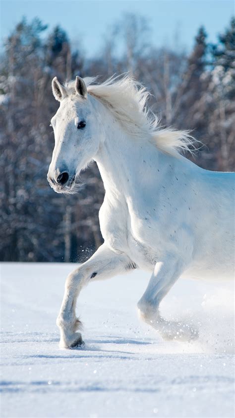 Running Horse Mobile Hd Wallpapers Wallpaper Cave