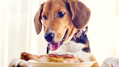 9 Classic Thanksgiving Foods Dangerous For Dogs To Eat