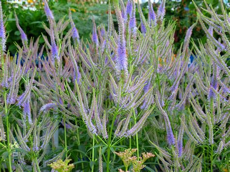 Вероникаструм виргинский ред арроуз / veronicastrum virginica red arrows. VERONICASTRUM VIRGINICUM | Culver's Root (Veronicastrum ...