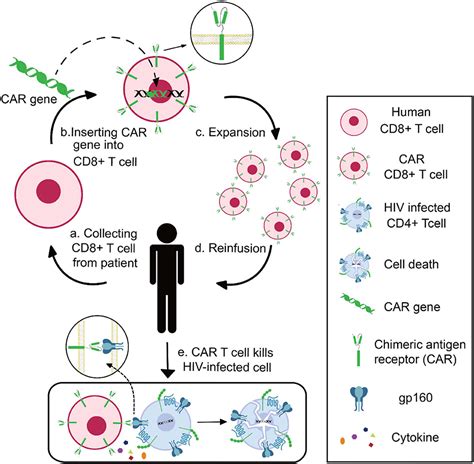 Frontiers Advances In Developing Car T Cell Therapy For Hiv Cure