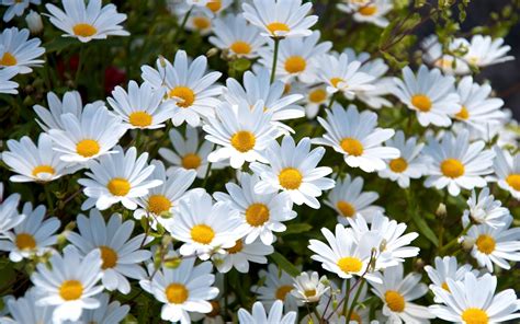 Free Download Daisies Flowers Hd Wallpaper 2015 2560x1600 For Your