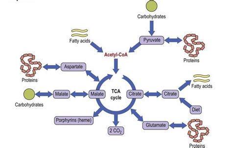 Features Of Tca Cycle Bioscience Notes