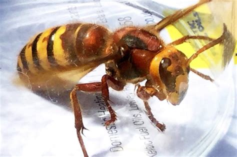 Killer Asian Hornets Summer Invasion As Thirsty Insects Target Pubs Daily Star