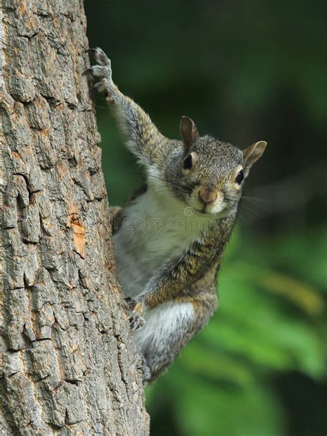 Gray Squirrel On Tree Trunk Stock Photo Image Of Curiousity Acorns