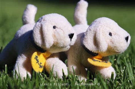 Puppy Love Craig Pitchers Flickr
