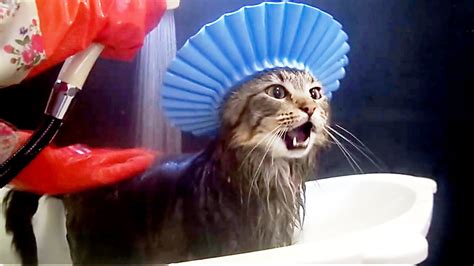 Cats In The Bath Funny Compilaition Youtube