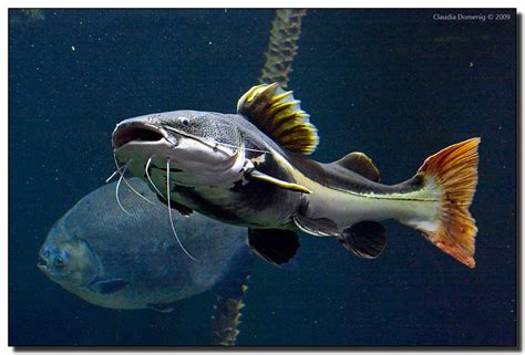 Shark Tale Red Tail Catfish Amazon And Beyond Aquarium