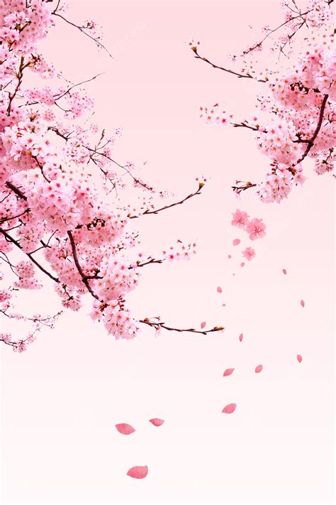 Cherry Blossom Poster Background Material Wallpaper Image For Free
