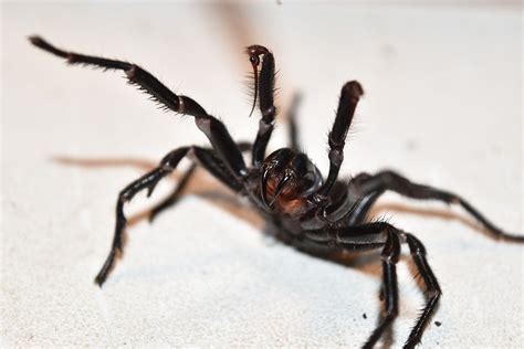 Nsw Funnel Web Spiders Emerge Early For Mating Season