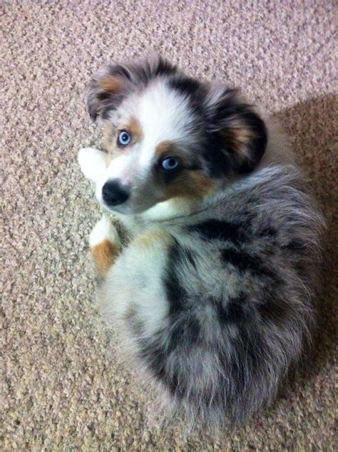 My Toy Aussie Max Hes So Cute Cute Husky Puppies Really Cute