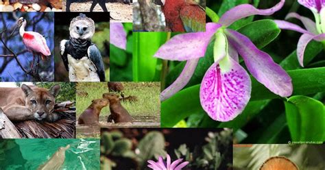 flora y fauna del ecuador