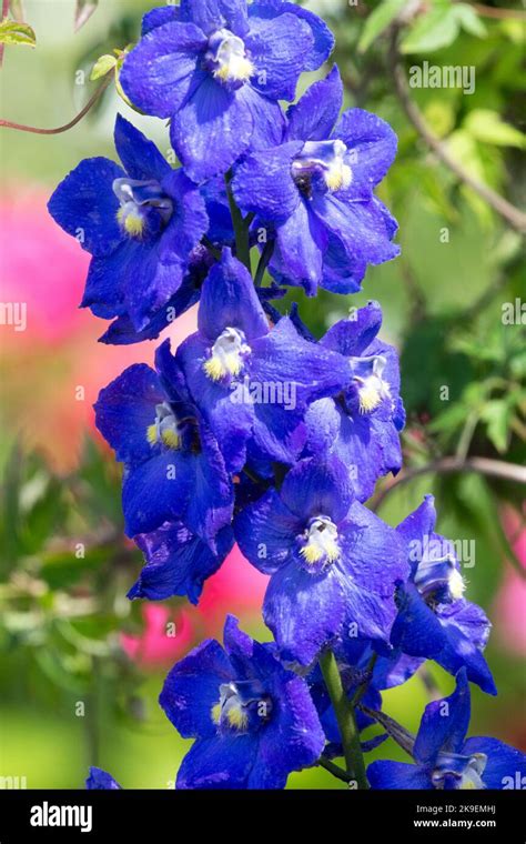 Blue Delphinium Flower Blooming Garden Flowers Stem Plant