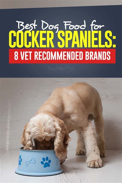Okay, maybe we're a little biased because one of us owns a yorkie. 8 Vet Recommended Foods for Cocker Spaniels | Cocker ...