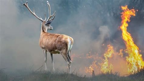 Yangınlar Sadece Ormanlara Değil Yaban Hayata da Zarar Veriyor İklim