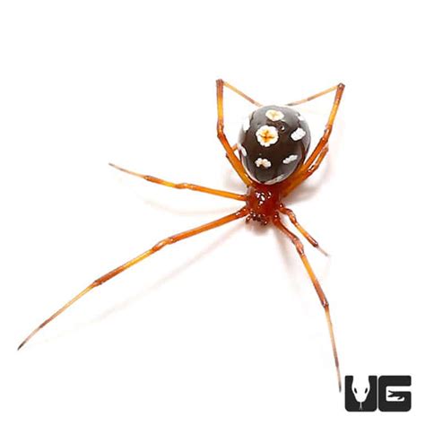 Red Widow Spider Latrodectus Bishopi For Sale Underground Reptiles