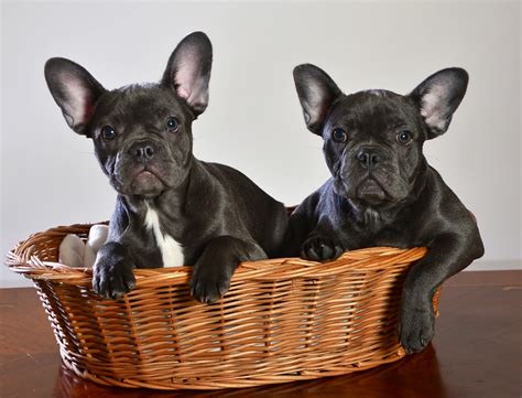 Find out everything you need to know about insuring your wrinkly pup, from common health problems to average costs of british bulldog pet insurance in the. French Bulldog Health Issues- How to stop them ...