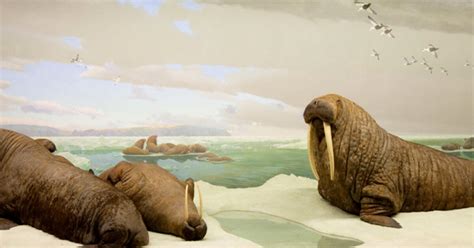 Walrus Models