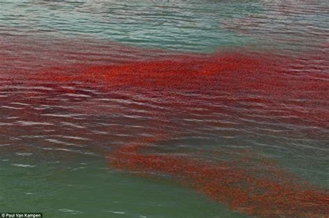 ตะลึง ! ฝูงกุ้งเคยโผล่ชายฝั่งนิวซีแลนด์ ย้อมน้ำทะเลเป็นสีแดงฉาน