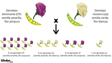 Leyes De Mendel Explicación Fácil Y Ejemplos