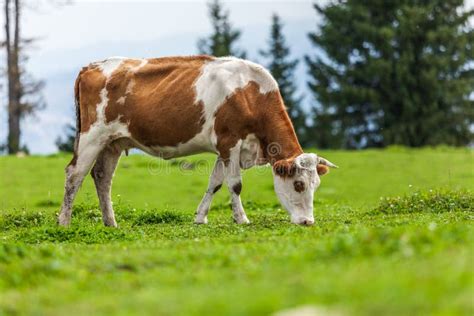 Cow Eating Grass Stock Photo Image Of Farm Landscape 127655694