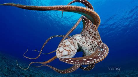 Bing Hawaii Ocean Octopuses Underwater Wallpaper 87157