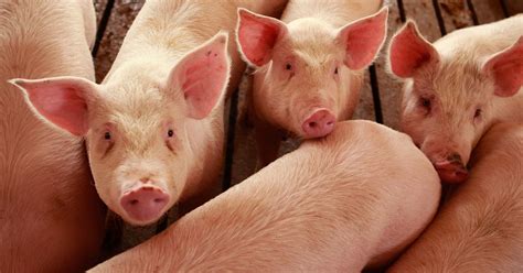 Water Air Quality Fears Conflict With Pig Farms