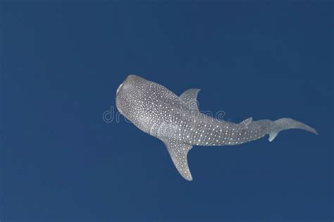 Blue Sea Star Stock Photo Image Of Scuba Life Uploaded