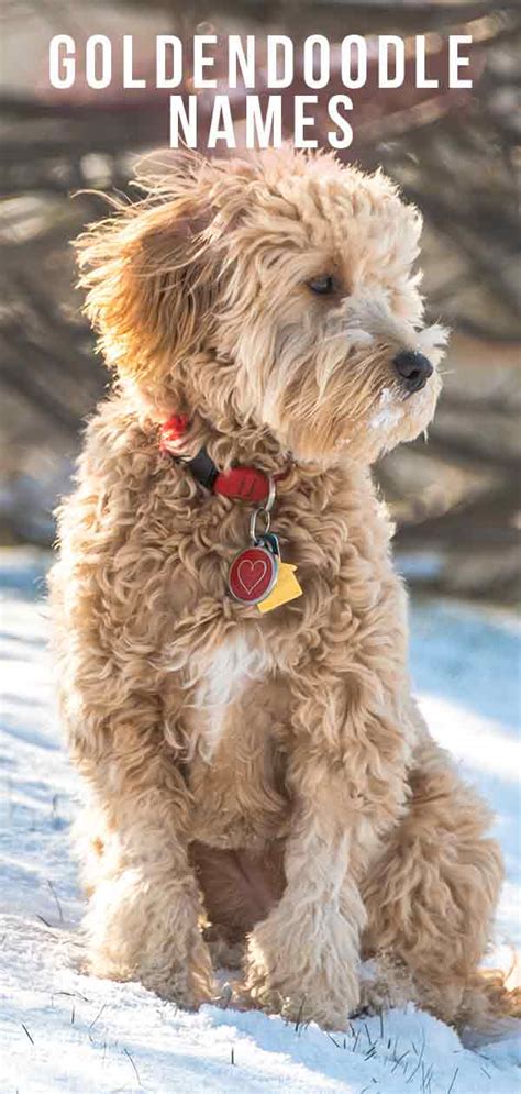 Goldendoodle Names Best Goldendoodle Dog Names For Cute Pups