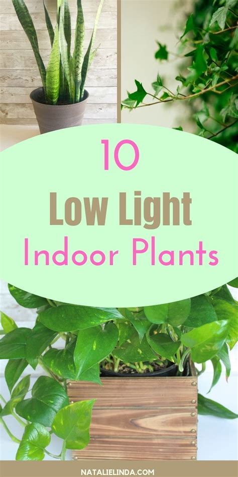 Check Out These 10 Low Light Indoor Plants That Are Perfect For Growing