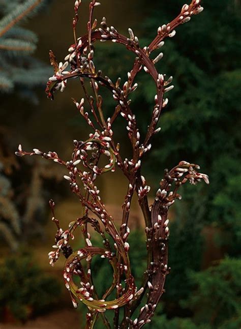 Japanese Fantail Willow Salix Udensis Sekka Flower Arrangement