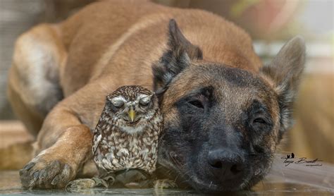 Sweet Dreams The Owl And The Dog Content In A Cottage