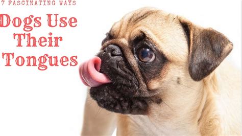 7 Fascinating Ways Dogs Use Their Tongue Youtube