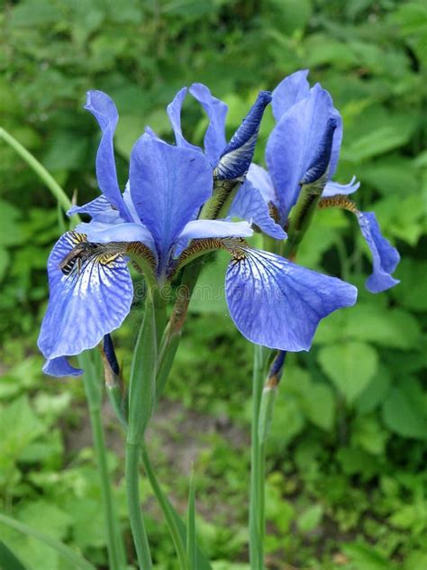 Blue Iris Flowers In The Garden Stock Photo Image Of Beautiful