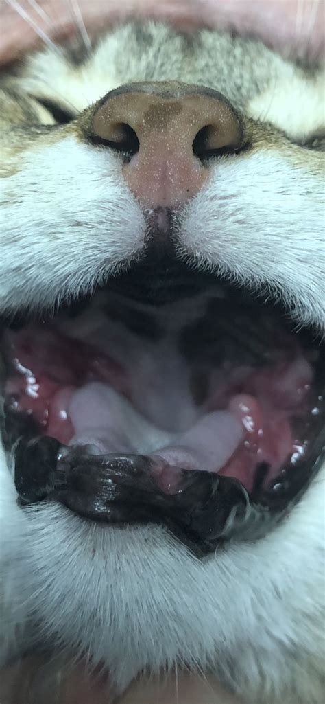 Cat's don't normally drool and the cause could be quite serious. Terrible gingivitis in a cat with no teeth. | Dog cat