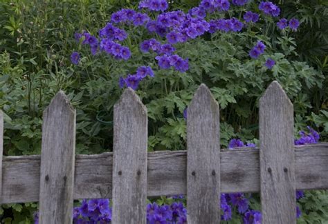 Cottage Garden Fences The Enduring Gardener