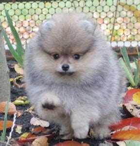Two ckc registered merle color pomeranian puppies for sale. Pomeranian Puppies For Re-Home 🐶🐶 | Pomeranian puppy ...