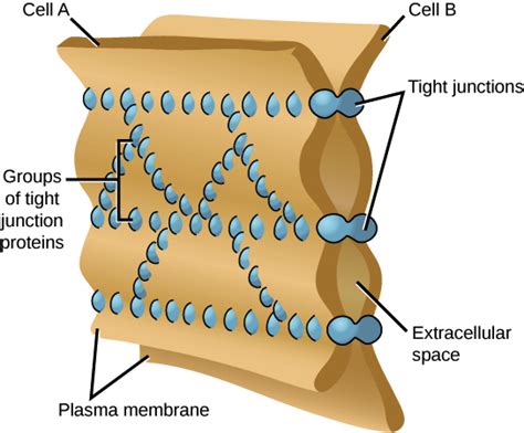 They comprise of other organelles and cellular structures which carry out specific these signals are sent from the central nervous system and the sensory receptors. Intercellular Junctions - Plasma Membrane - MCAT Content
