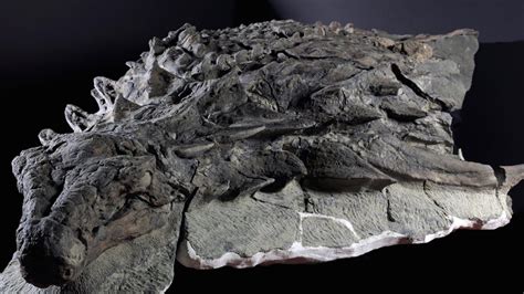 Newly Revealed Dinosaur Fossil Is The Best Preserved Of Its Kind In The