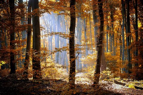 Forest Autumn Orange Wallpapers Wallpaper Cave