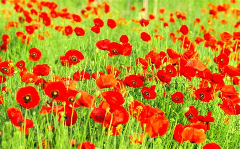 Poppy Flower Amazing High Resolution Wallpapers 2015 - All HD Wallpapers