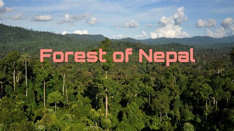 Forest Of Nepal नेपालका वन जङ्गल Types Of Forest Of Nepal Youtube