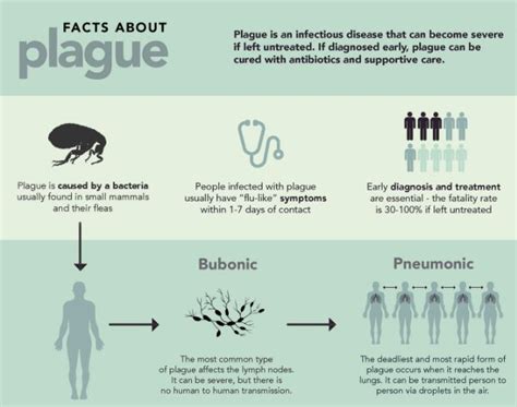 Bubonic Plague Cycle