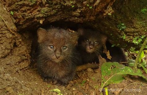 Jaguarundi Kittens Peeking Out From Their Den World Land Trust