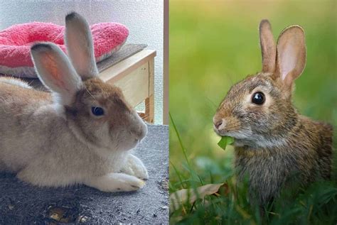 What Is The Difference Bunny Vs Rabbit